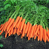 Морковь Ройал Форто фото 3 