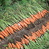Морковь Абако F1 фото 2 