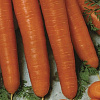 Морковь Осенний король фото 1 