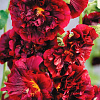 Шток-роза Темно-бордовая фото 1 